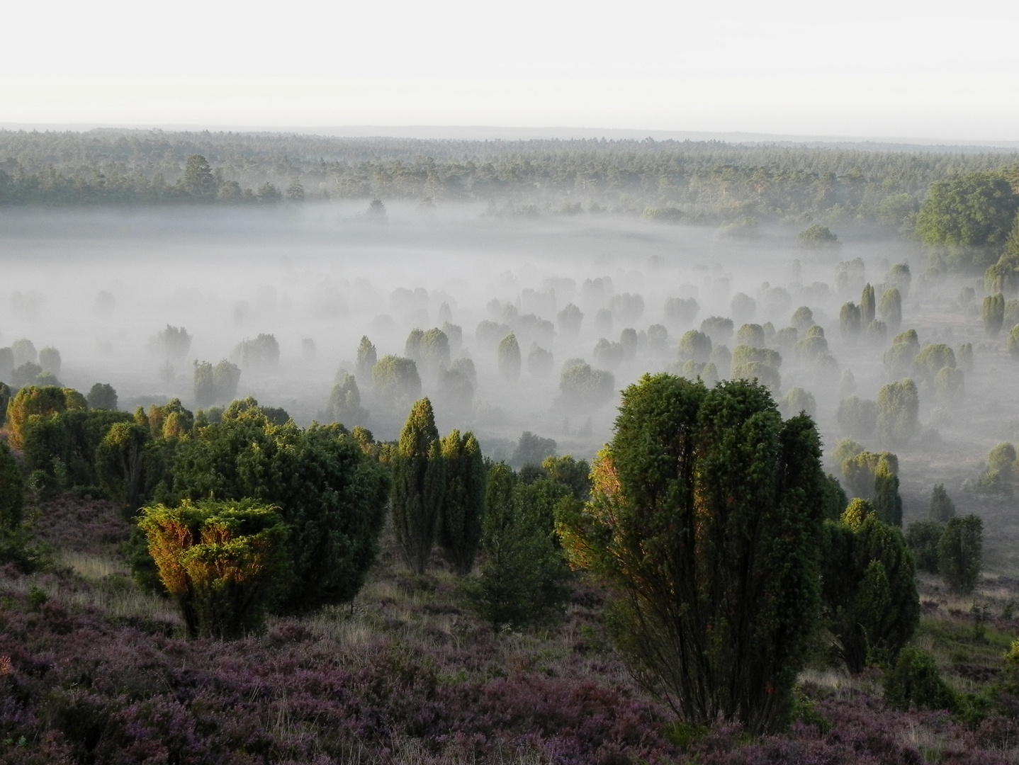 Morgenstimmung am Steingrund ( Wilsede ).