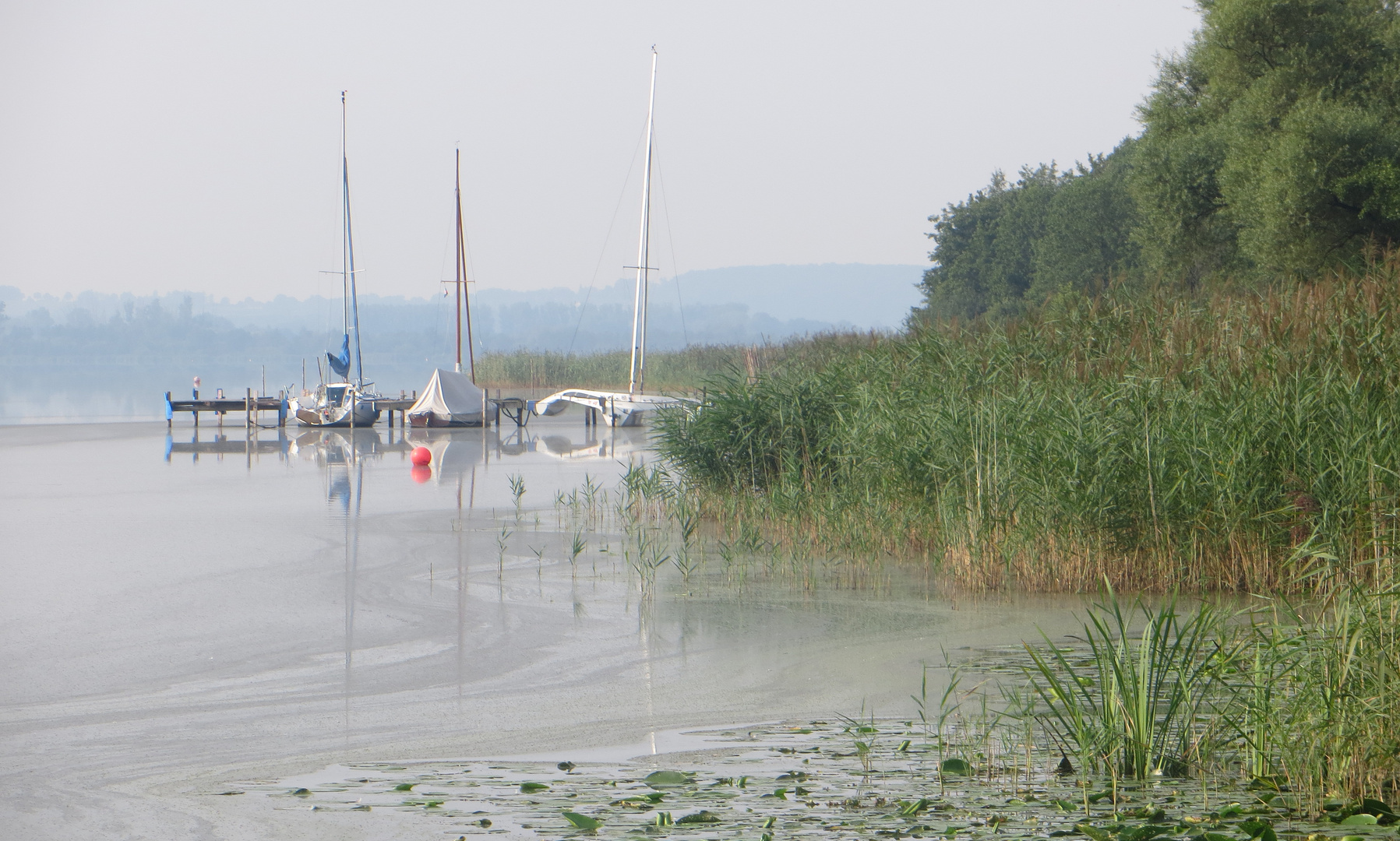 Morgenstimmung am Steinhuder Meer