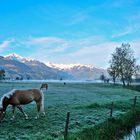 morgenstimmung am Südufer