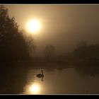 Morgenstimmung am Teich