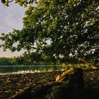 Morgenstimmung am Teich