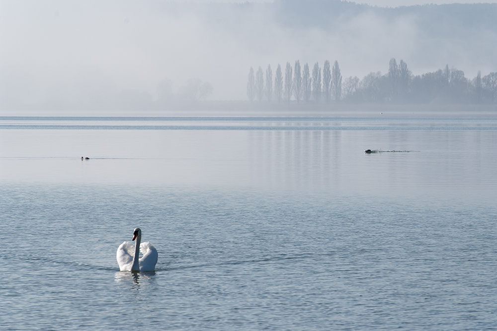 Morgenstimmung am Untersee