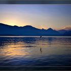 Morgenstimmung am Vierwaldstättersee - Begegnung mit einem Fischreiher.