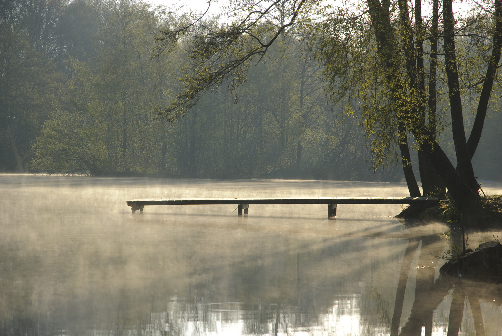 Morgenstimmung am Waldsee