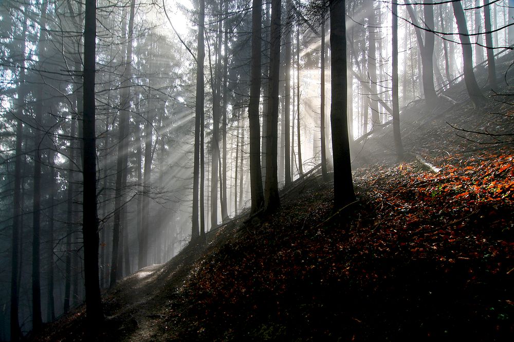 Morgenstimmung am Weg zur Hungerburg