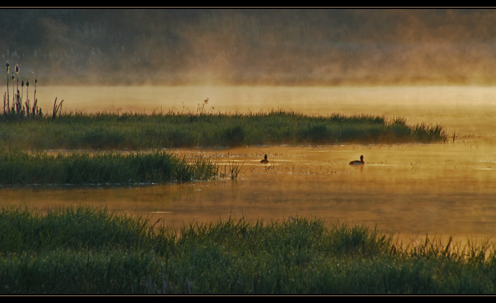 Morgenstimmung am Weiher