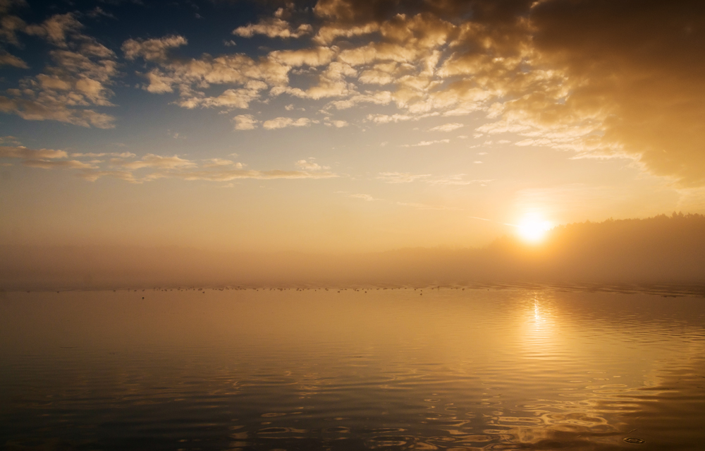 Morgenstimmung am Weiher