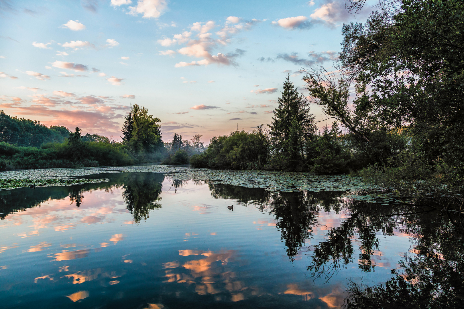 Morgenstimmung am Weiher