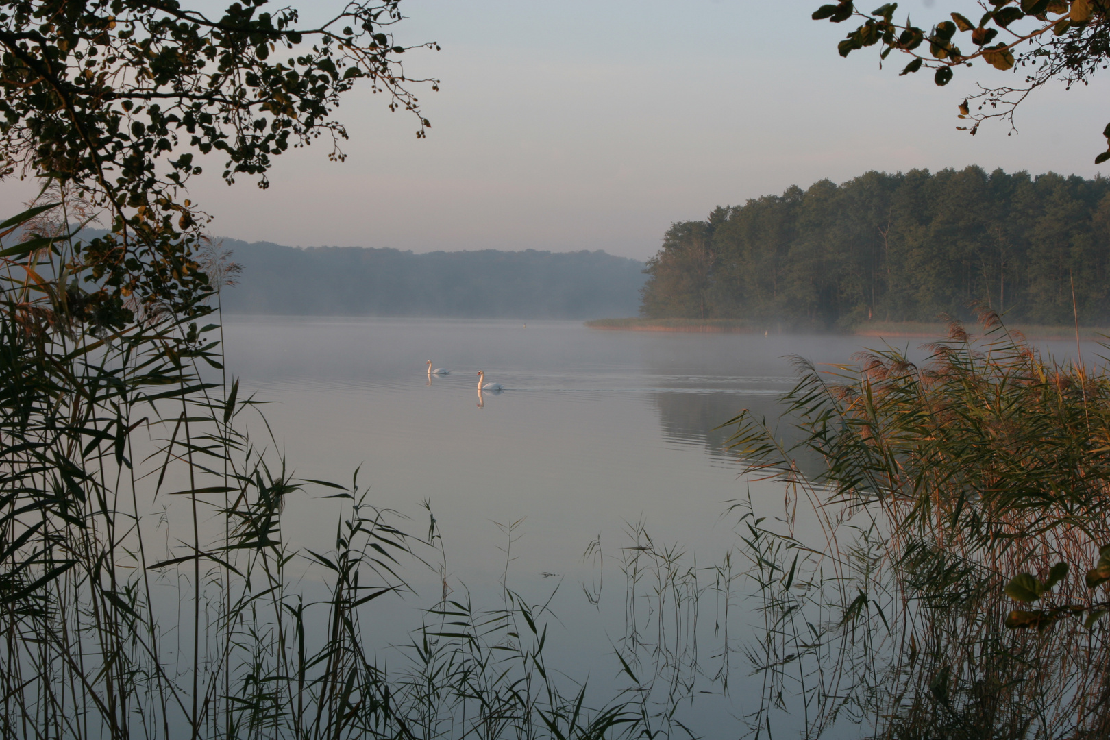 Morgenstimmung am Werbellinsee