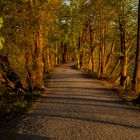 Morgenstimmung an den Kreuzteichen in Riddagshausen (5)