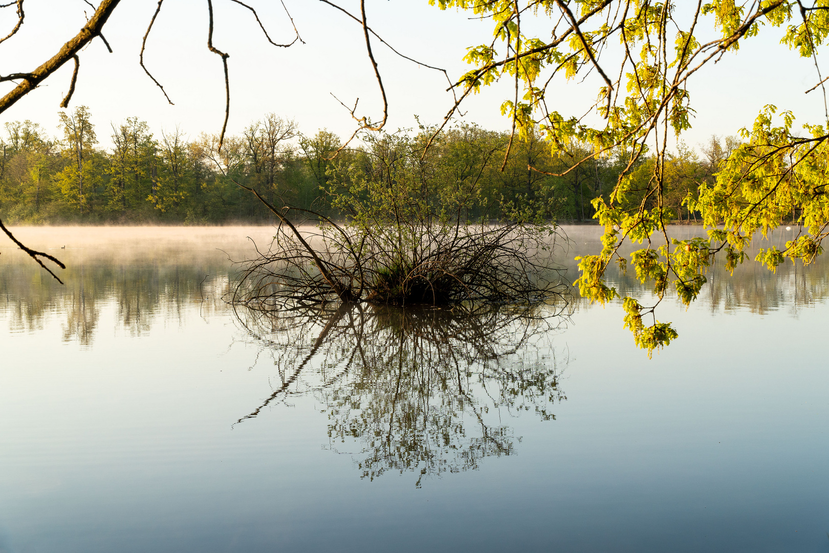 Morgenstimmung an den Kreuzteichen in Riddagshausen (7)