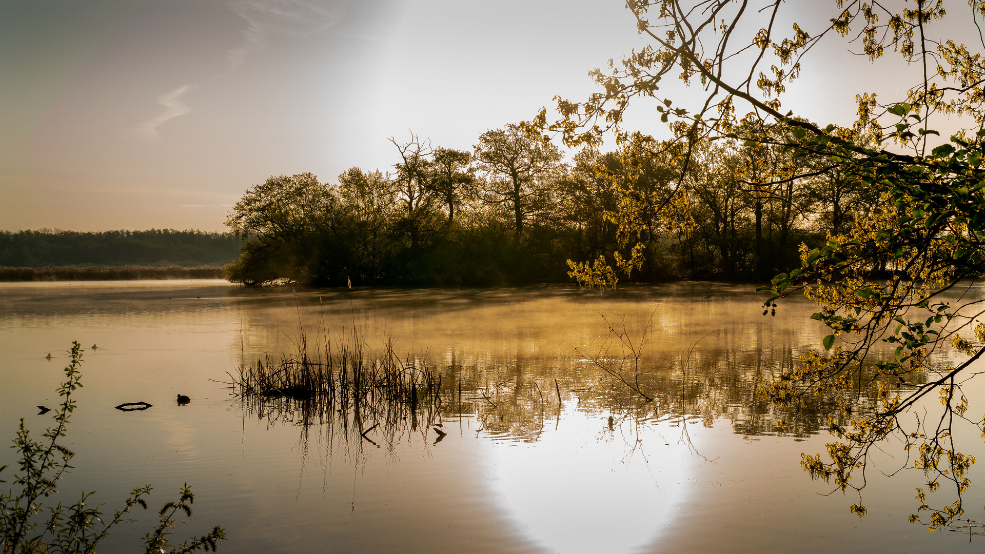 Morgenstimmung an den Kreuzteichen in Riddagshausen (8)