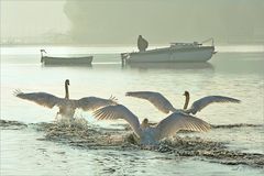 Morgenstimmung an der Donau