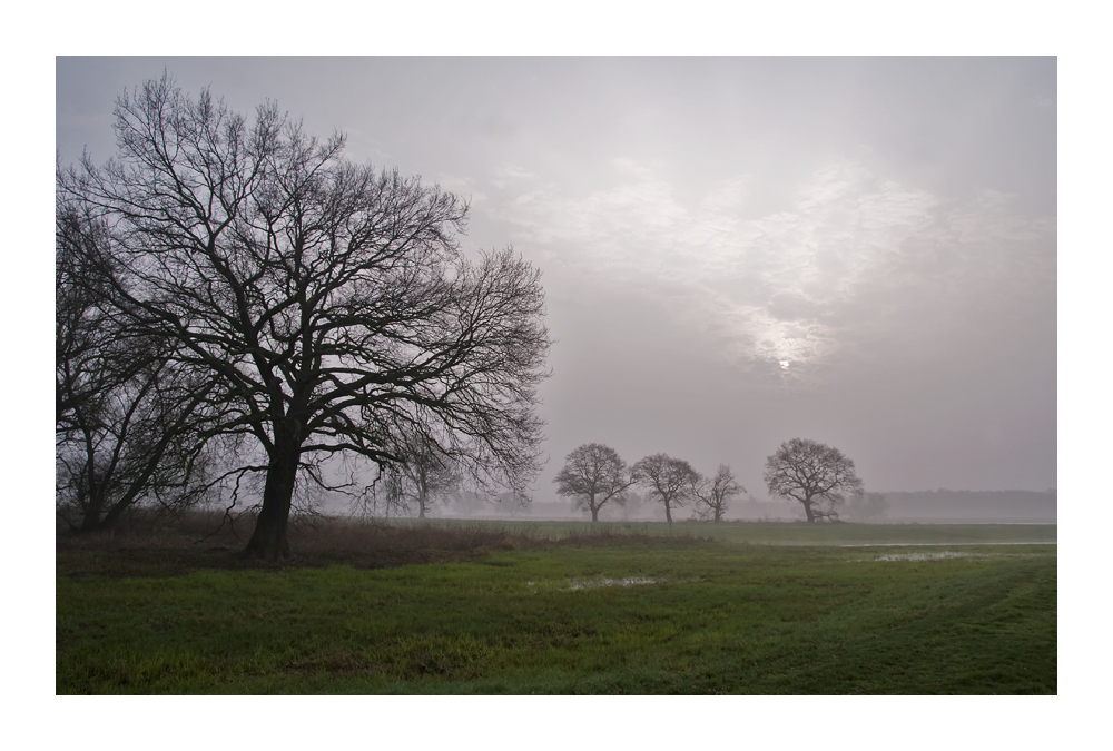 Morgenstimmung an der Elbe