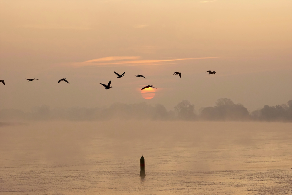 Morgenstimmung an der Elbe