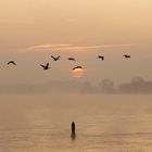 Morgenstimmung an der Elbe