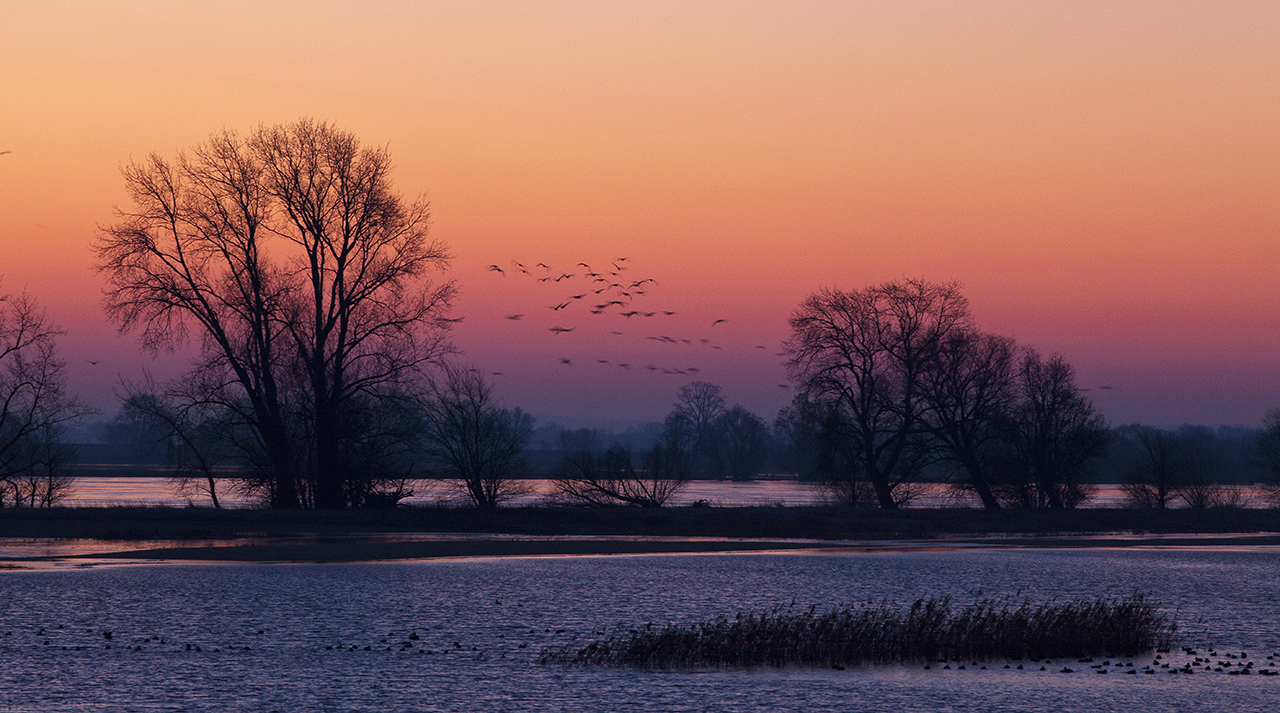 Morgenstimmung an der Elbe