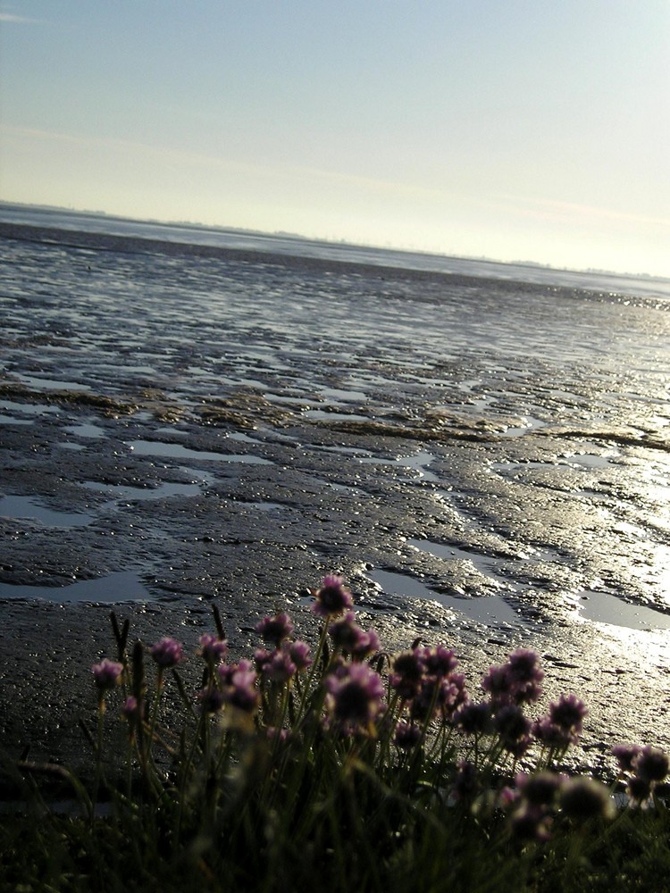 Morgenstimmung an der Nordsee