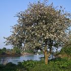 Morgenstimmung an der Weser