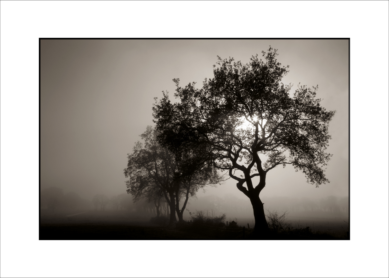 Morgenstimmung an ostfriesischen Wallhecken