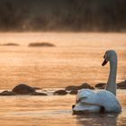 Morgenstimmung - auch für den Schwan besonders?