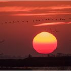 morgenstimmung auf dem bodden I ......