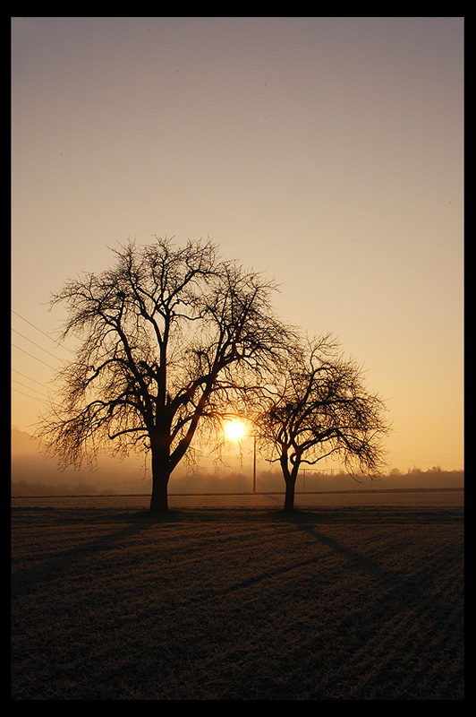 Morgenstimmung auf dem Feld