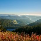 Morgenstimmung auf dem Feldberg - Morning mood at Feldberg black forrest