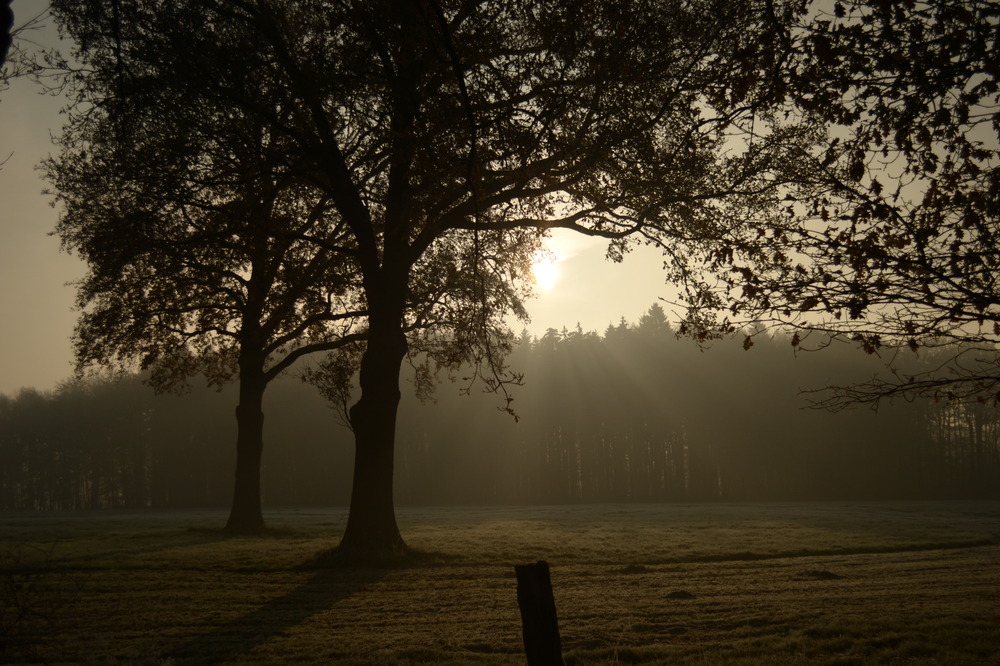 Morgenstimmung auf dem Lande