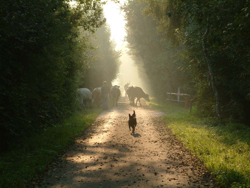 Morgenstimmung auf dem Lande