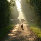 Morgenstimmung auf dem Lande