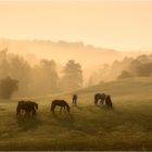 Morgenstimmung auf der Pferdeweide