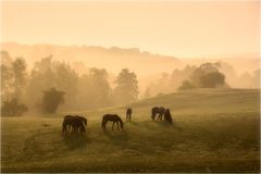 Morgenstimmung auf der Pferdeweide