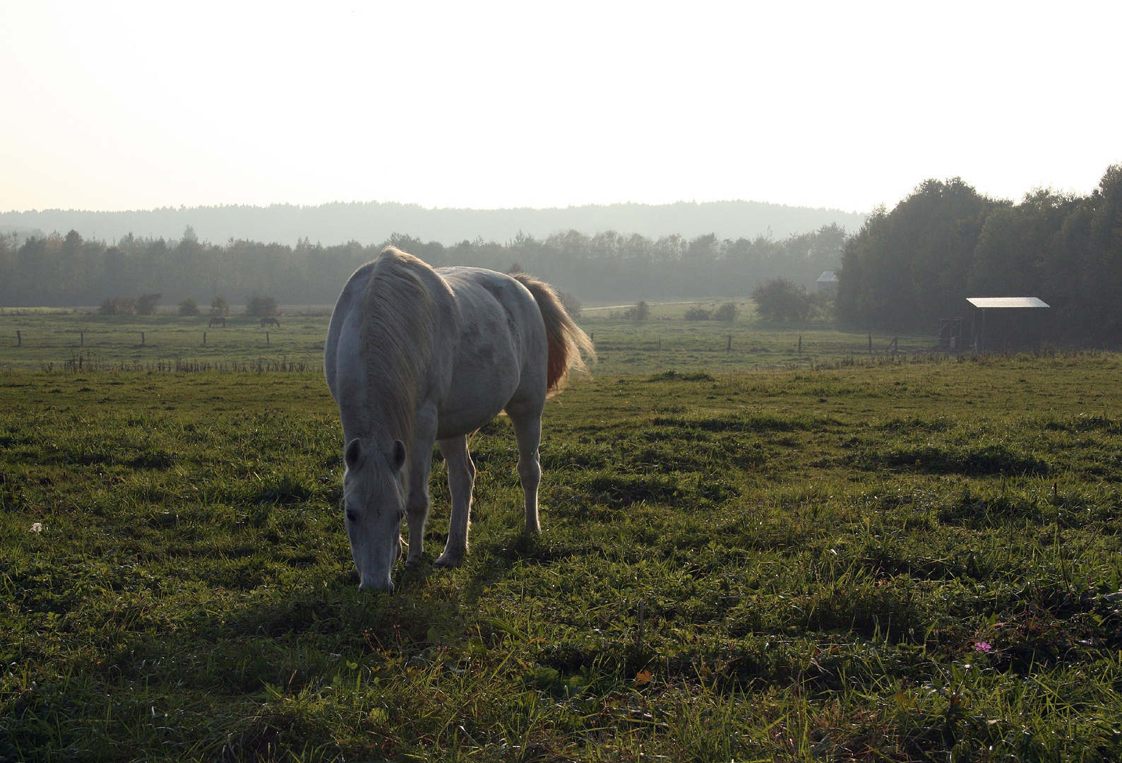 Morgenstimmung auf der Weide