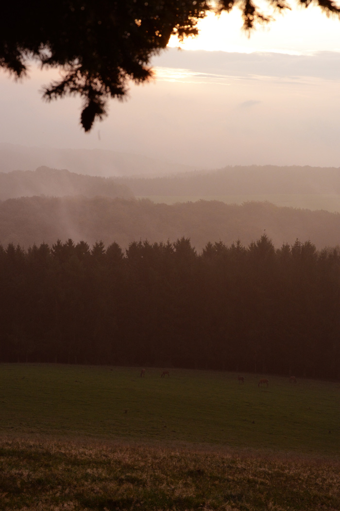 Morgenstimmung beim Ansitz zur Rotwildbrunft