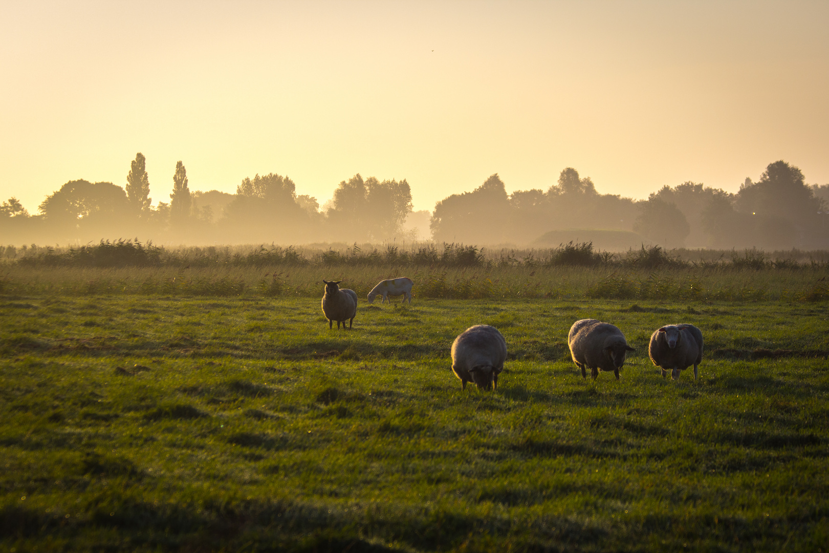 Morgenstimmung