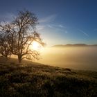 || Morgenstimmung - Der Baum ||