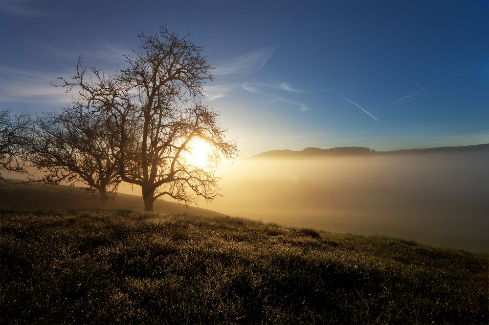 || Morgenstimmung - Der Baum ||