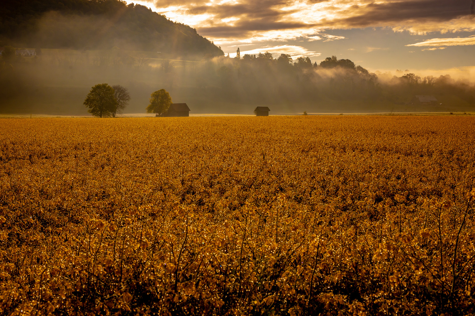 Morgenstimmung ....