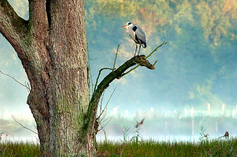 Morgenstimmung - Graureiher (Ardea cinerea) | Naturpark-Schwalm-Nette