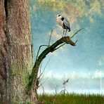 Morgenstimmung - Graureiher (Ardea cinerea) | Naturpark-Schwalm-Nette