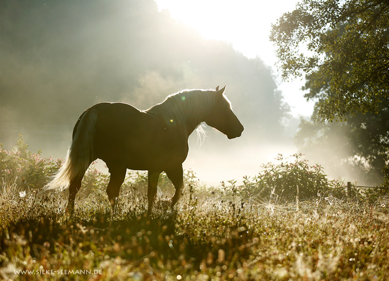 Morgenstimmung III