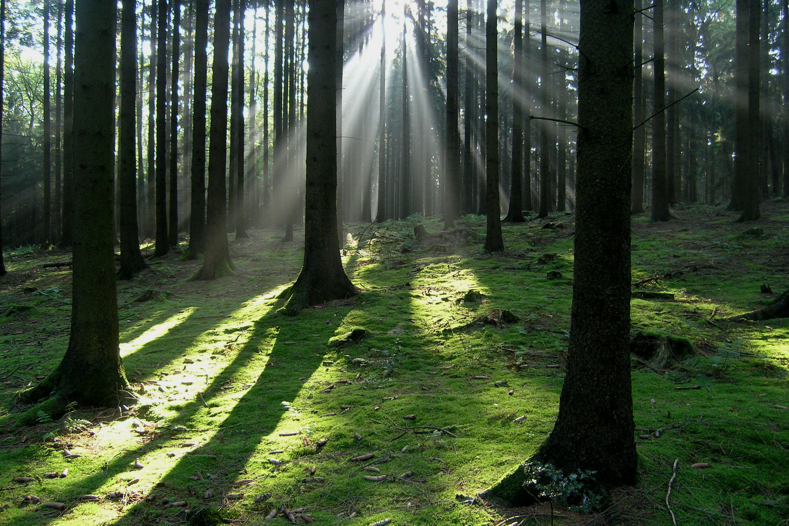 Morgenstimmung im Arnsberger Wald