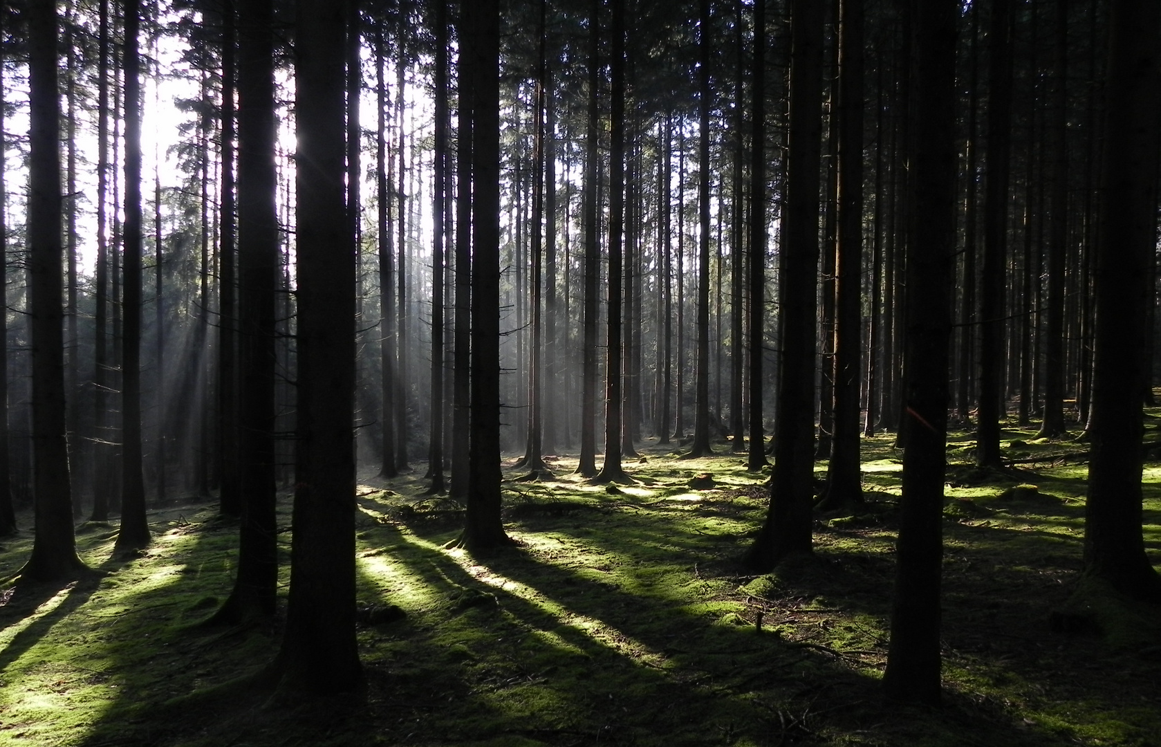 Morgenstimmung im Arnsberger Wald