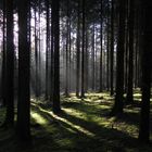 Morgenstimmung im Arnsberger Wald