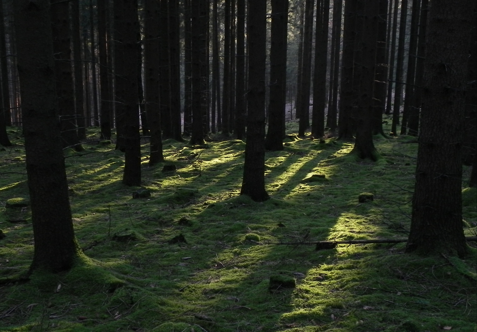Morgenstimmung im Arnsberger Wald