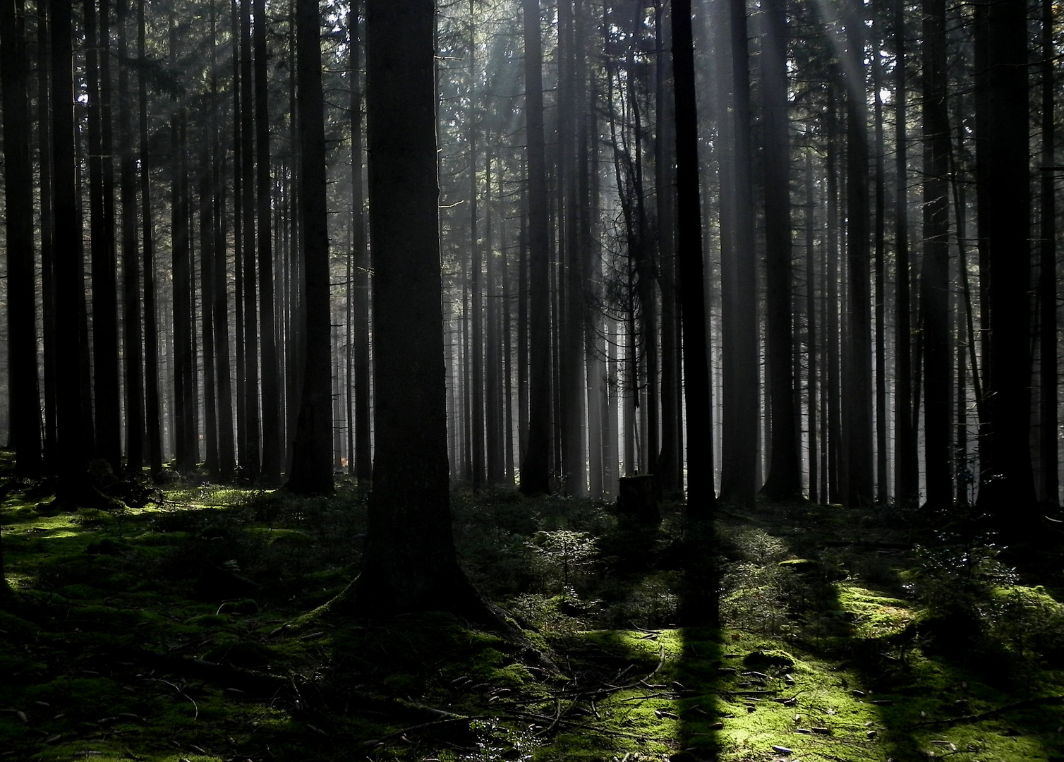 Morgenstimmung im Arnsberger Wald