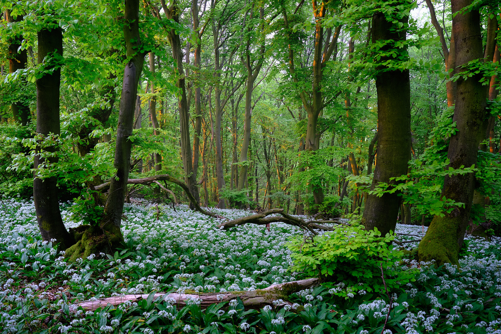 Morgenstimmung im Bärlauchwald