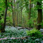 Morgenstimmung im Bärlauchwald