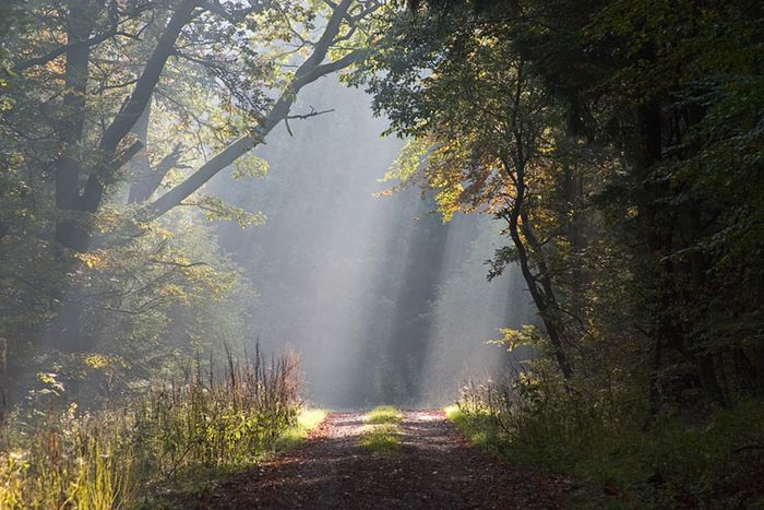 Morgenstimmung im Bramwald